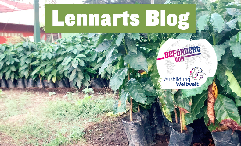 Lennarts Blog - Setzlinge umpflanzen